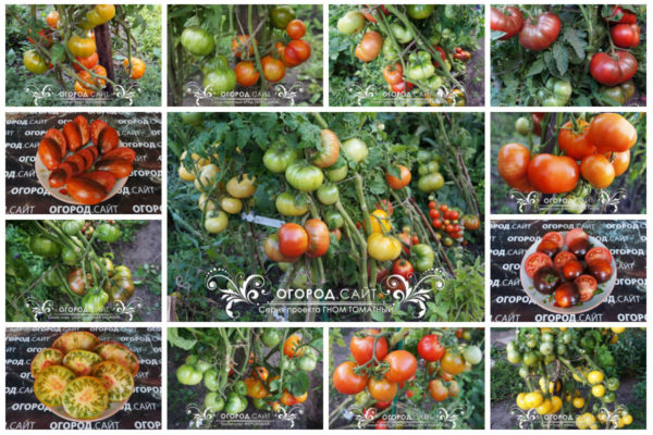детерминантные томаты